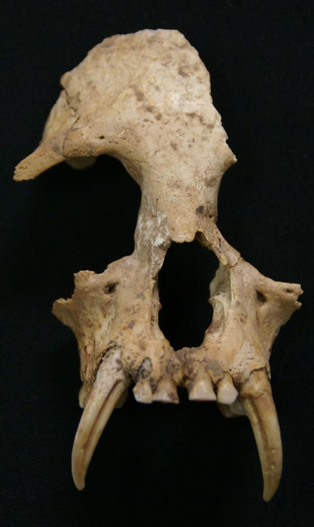 古代DNA测序发现秦始皇祖母墓出土的长臂猿是新