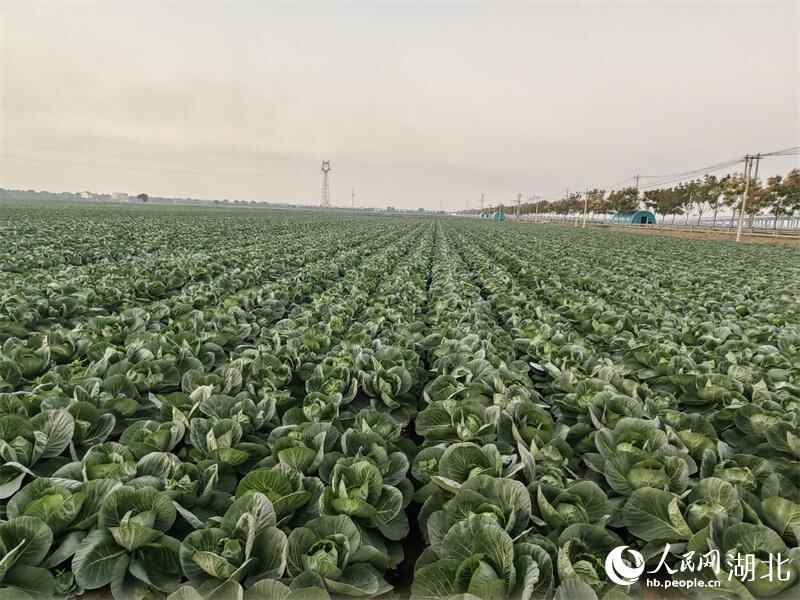 来中国旅游|长江沿线，“一菜”升级的答案