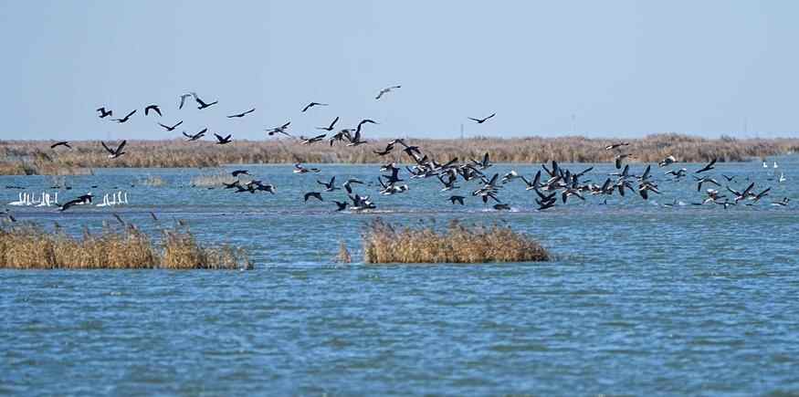  黄河三角洲国家级自然保护区迎来大批越冬候鸟