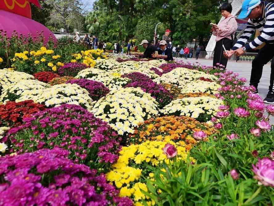  广州文化公园第66届“羊城菊会”亮点来啦