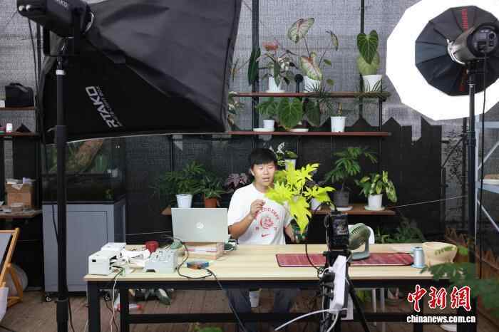 绿色植物成为年轻人的“新时尚玩法”，生活美