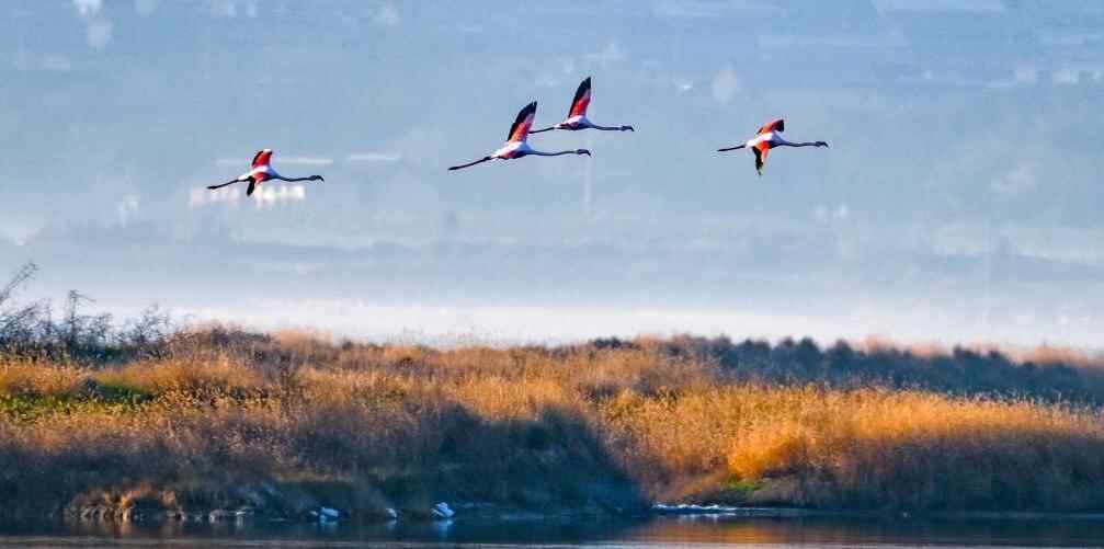  初冬时节，神州大地开启“美颜”模式