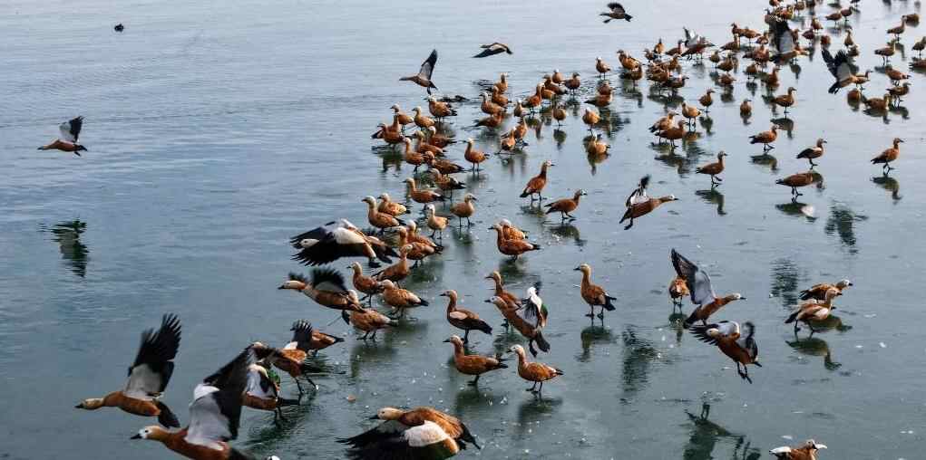  河西走廊：候鸟迁徙路线上的“生态驿站”