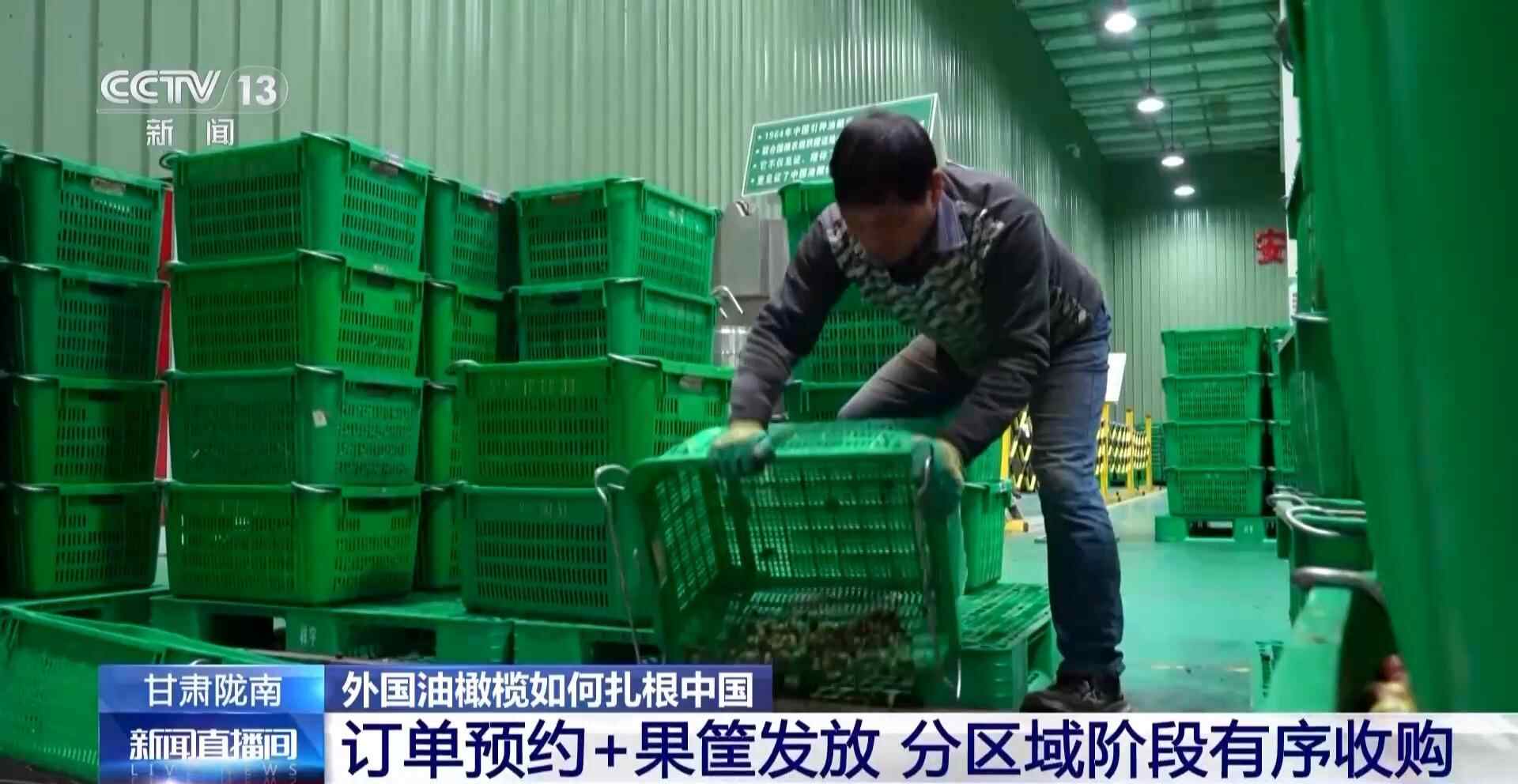 “洋果”成“黄金果” 陇南橄榄“干榨”怎么吃？