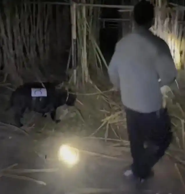 人和狗都累坏了！ 9.9元的