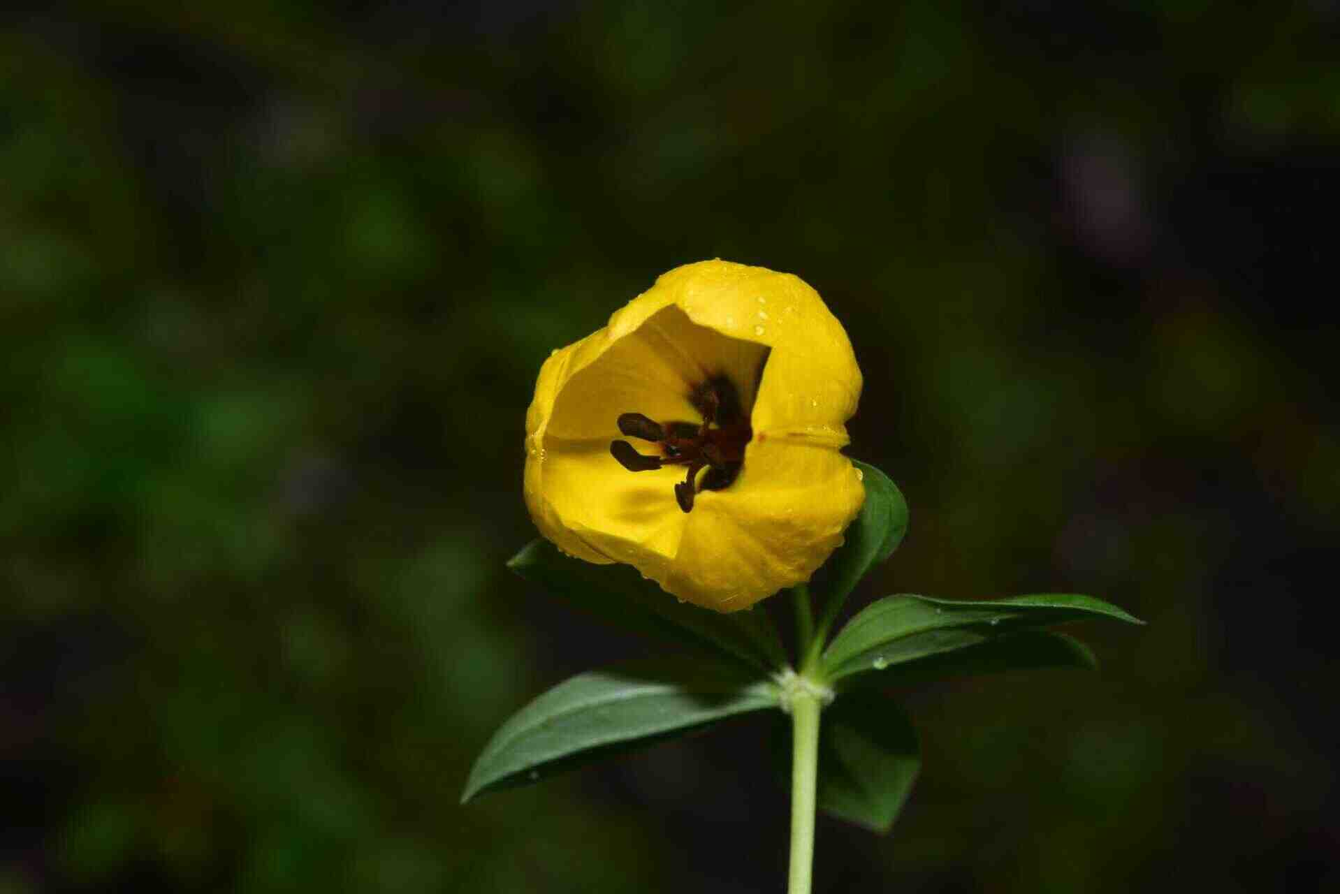 为什么我们眼中的“禁区”是生物多样性的宝藏？