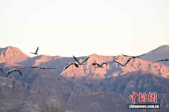 西藏：越冬黑颈鹤“造访”林州，打造生态天堂