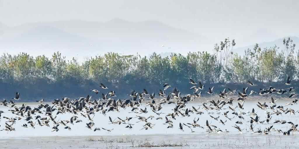  安徽枞阳：候鸟翔集