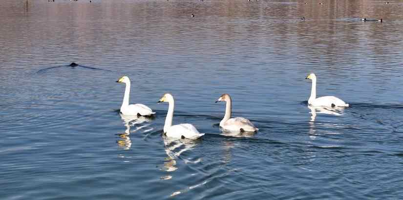  黄河青海化隆段迎来越冬大天鹅