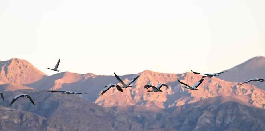  西藏：越冬黑颈鹤“做客”林周 绘就生态乐园