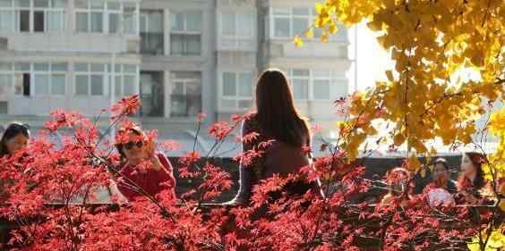  湖北武汉：武昌古城银杏金灿灿