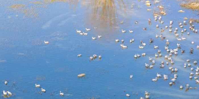  贵州草海：越冬候鸟享冬日暖阳