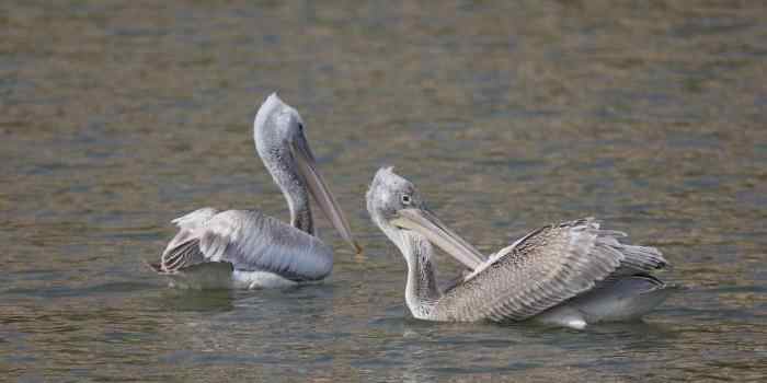  世界濒危动物卷羽鹈鹕现身河南灵宝