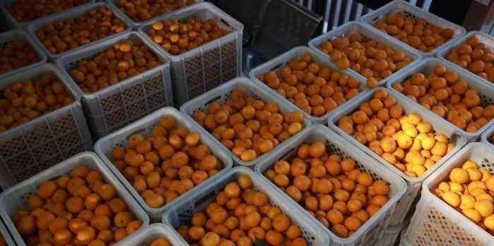  浙江黄岩：千年橘乡谱新篇  小果子带动大产业