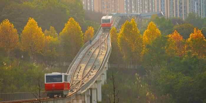  重庆：缆车穿梭梧桐林绘就一幅浪漫“油画”