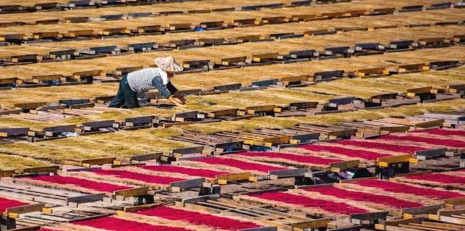  福建永春：冬日晒香