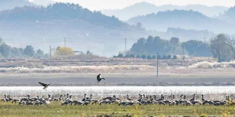  安徽枞阳：候鸟翔集