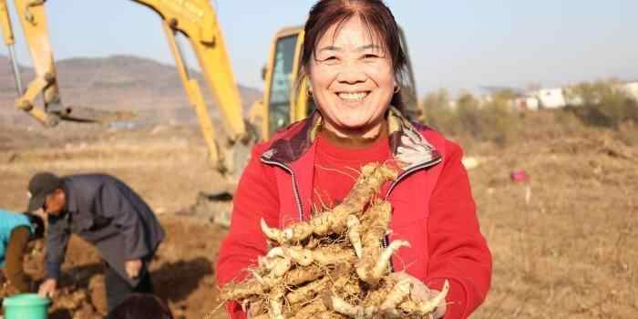  山东泰安：泰山黄精喜丰收