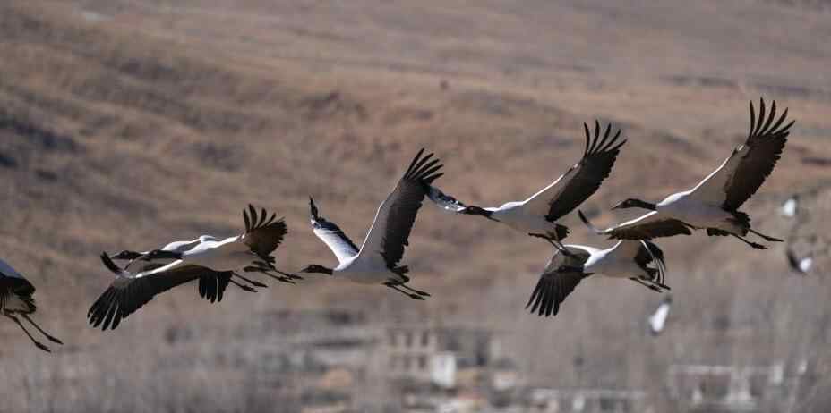  西藏林周：黑颈鹤越冬栖息的“天然乐园”