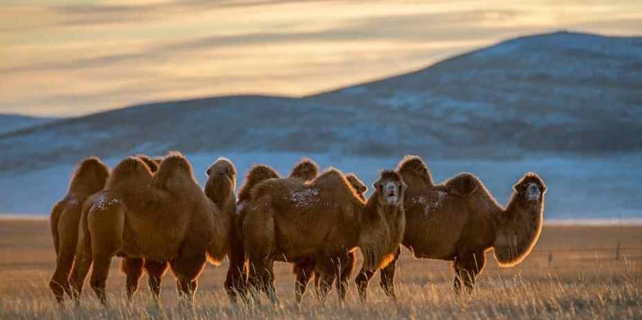  内蒙古锡林郭勒：初雪润草原 生灵映余晖