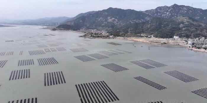  福建连江：千亩“头水”紫菜收晒忙