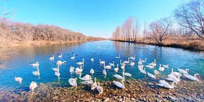  成群天鹅在新疆伊宁县天鹅泉栖息越冬