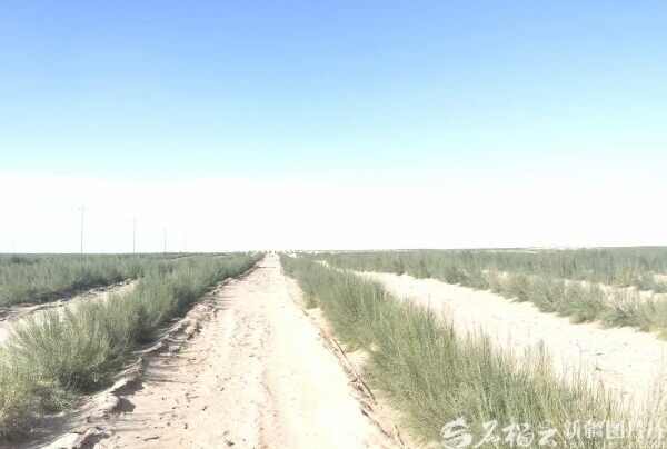 缝合线一周年|新疆又织938.22万公顷“绿领