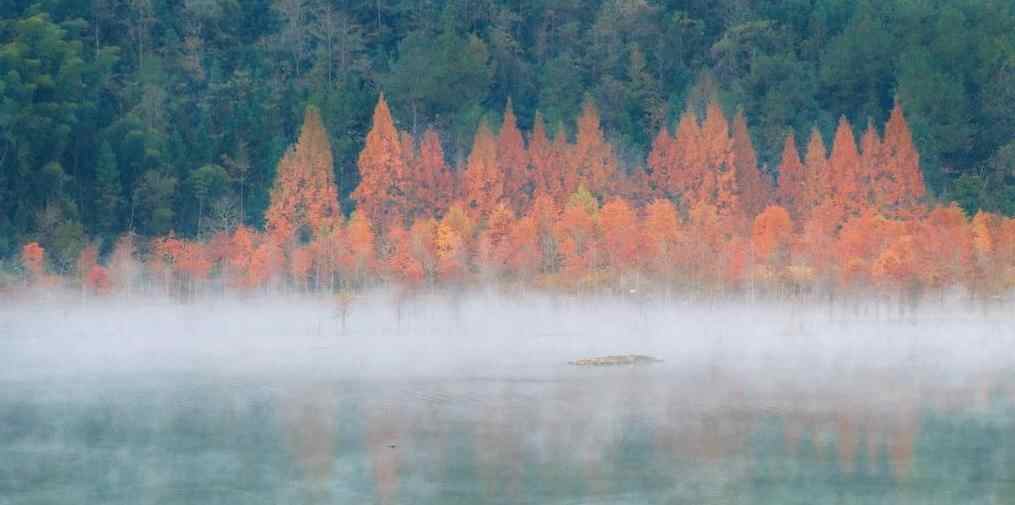  安徽宁国：落羽杉湿地公园晨雾缭绕