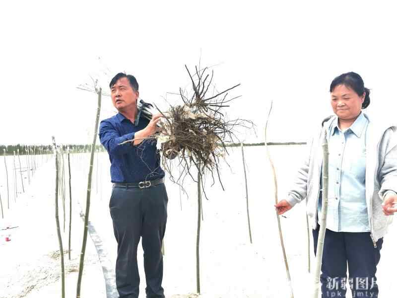 塔克拉玛干沙漠封沙一周年丨拓展绿化: