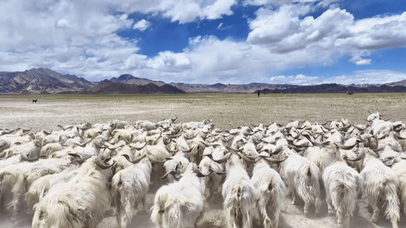 看“冷”经济发展｜海拔4500米，白绒山羊“热”