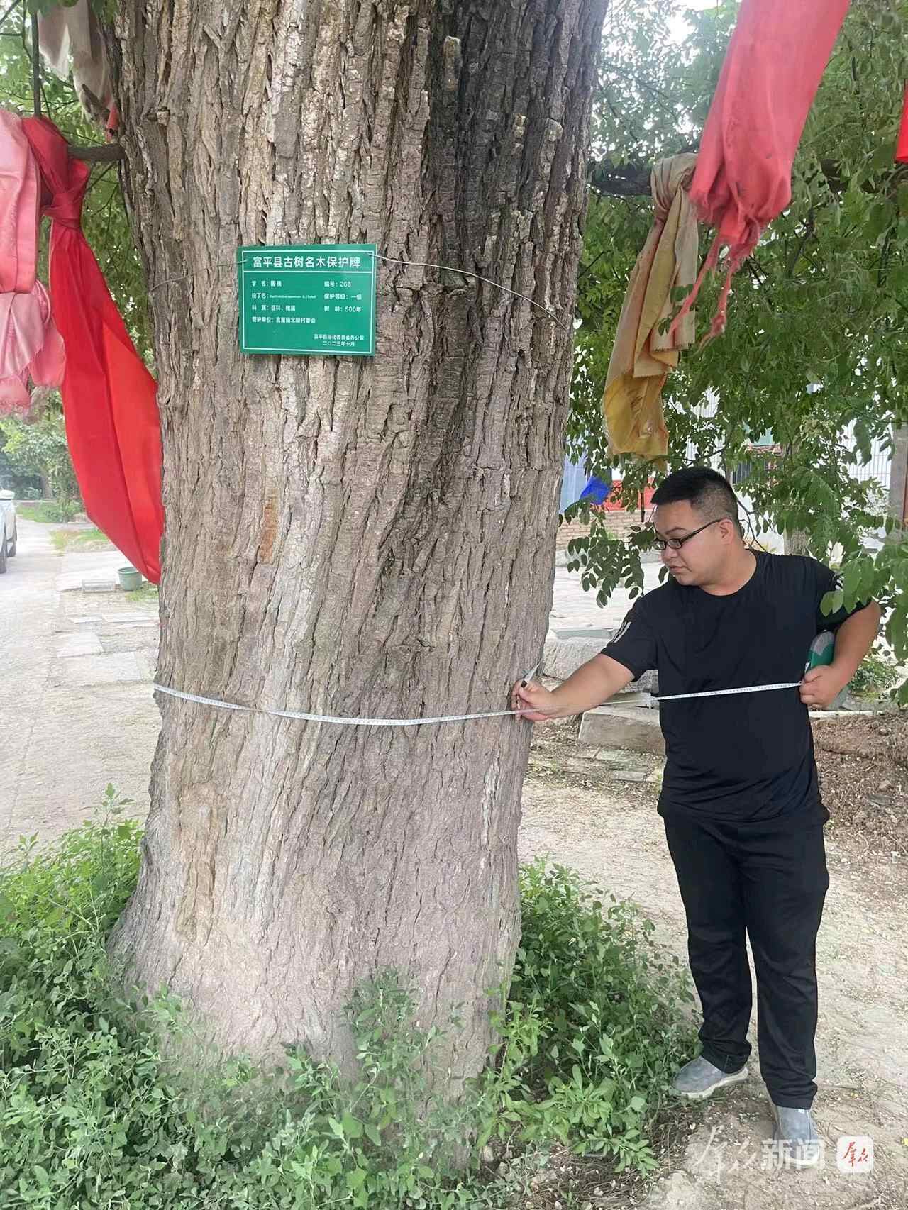 富平：保护千年植物，留住乡愁记忆