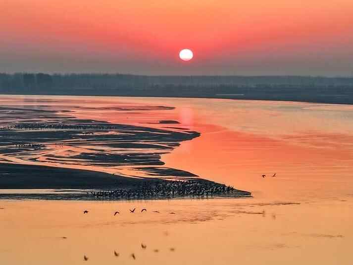 鹤舞黄河岸 生态入画来