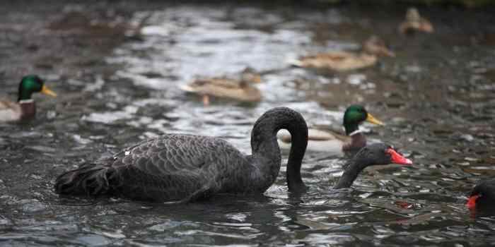  乌鲁木齐：越冬候鸟掀起观鸟潮