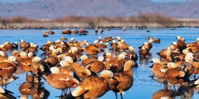  沙漠里的“鸟类天堂”