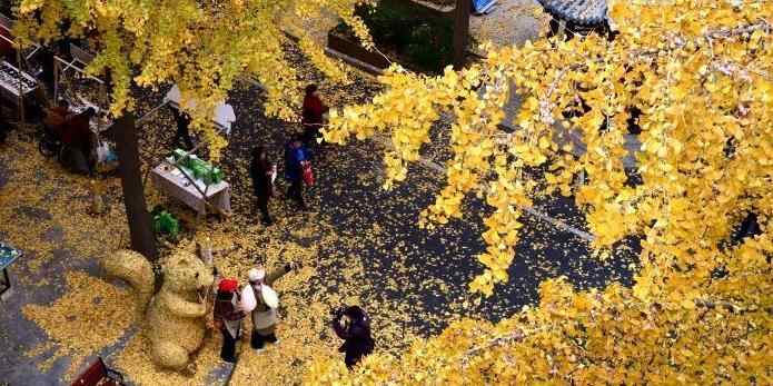  浙江杭州银杏金黄美如画