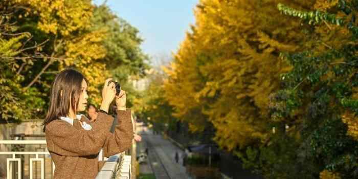  昆明街头银杏披“金衣” 市民打卡忙