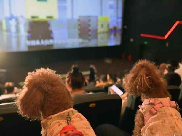 吉林长春:影院推出“宠物陪伴观影”获市民青睐