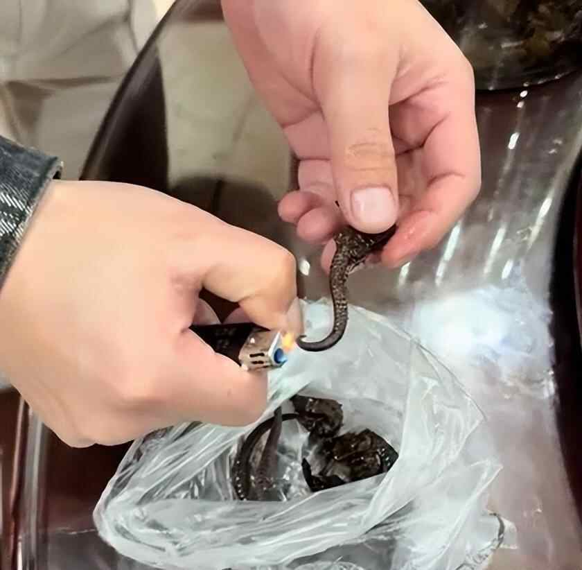 “治愈酒”中泡了十几年的海马真的是塑料的吗