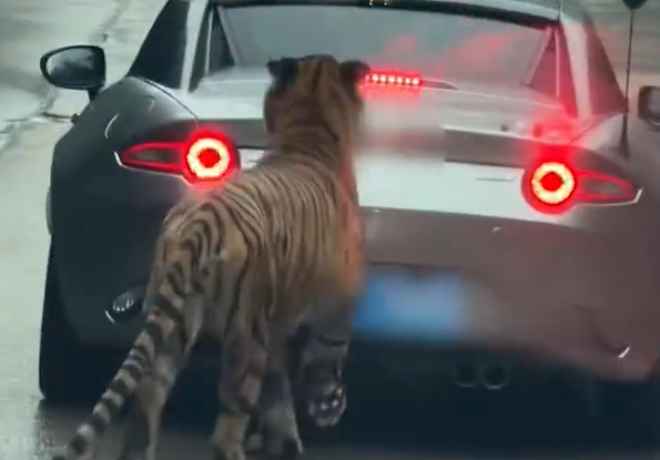 女子骑野生动物被老虎追被车咬伤