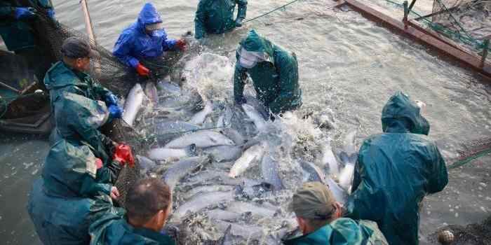  浙江湖州：桑基鱼塘冬捕忙