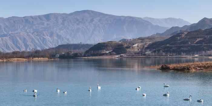 青海尖扎:大天鹅“点缀”黄河冬韵