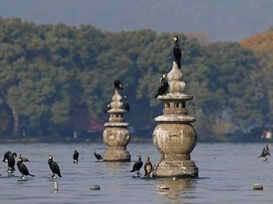 浙江杭州：大批候鸟飞抵西湖越冬