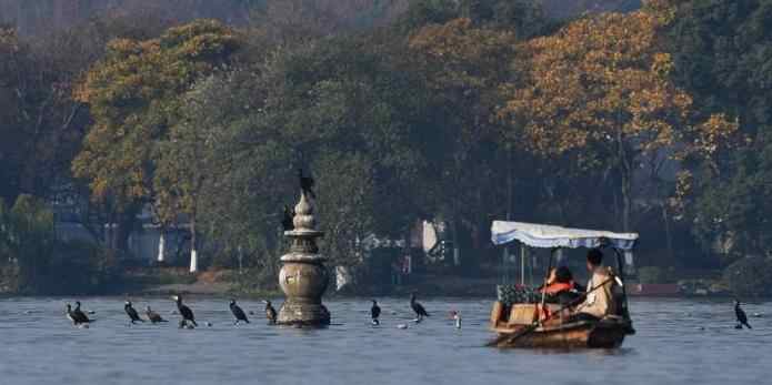 浙江杭州:大批候鸟飞抵西湖越冬