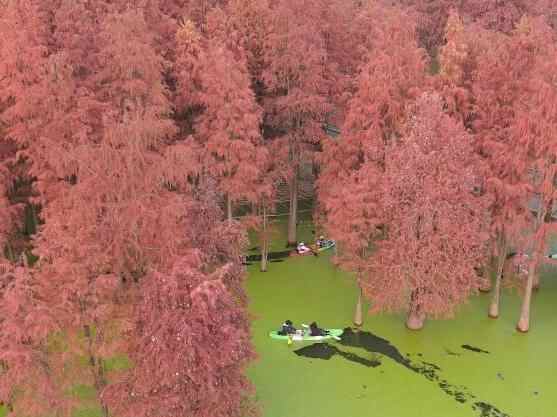 江南冬日 浙江杭州水上森林红似火