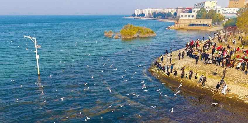 河南淅川:“看海”赏鸥正当时