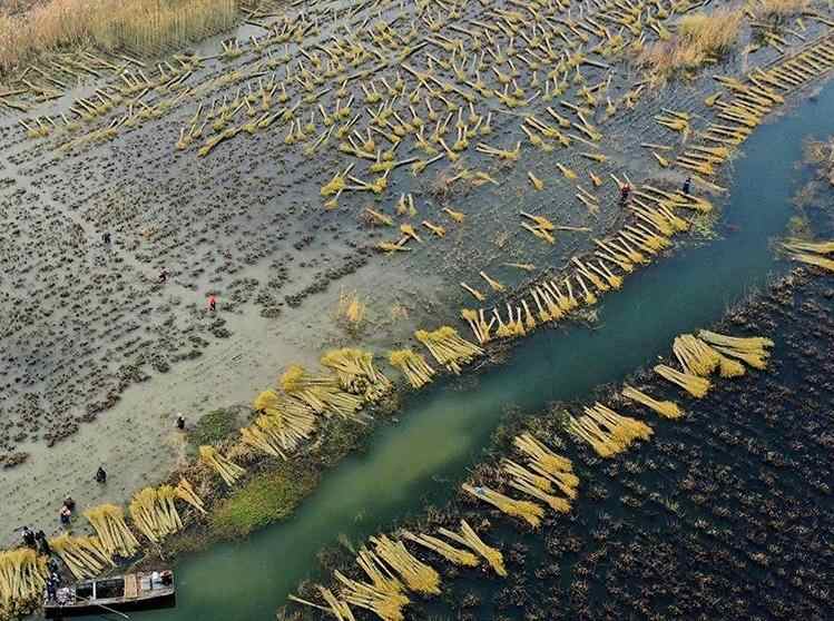 江苏新沂：冬日杞柳收割忙