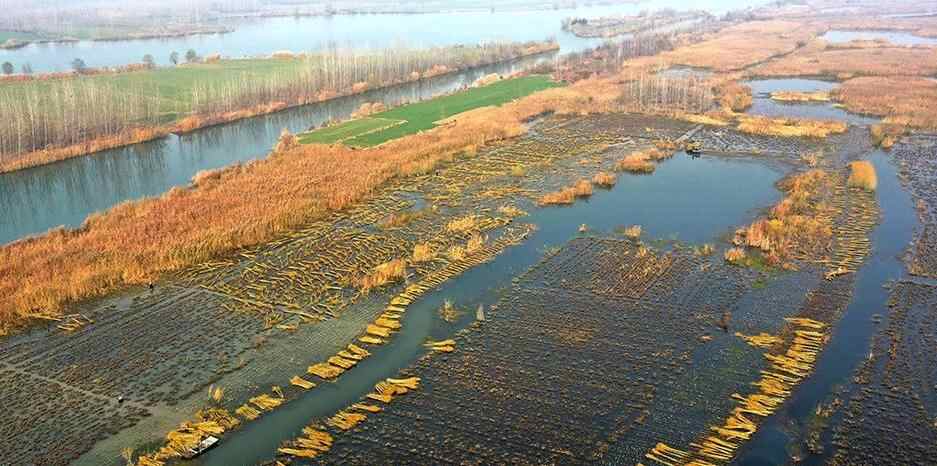 江苏新沂:冬日杞柳收割忙