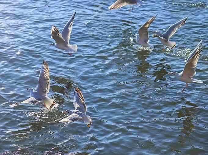 云南昆明：海洪湿地公园再迎越冬 “小精灵”