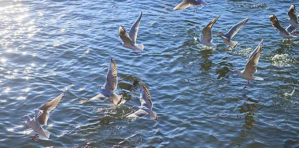 云南昆明:海洪湿地公园再迎越冬 “小精灵”