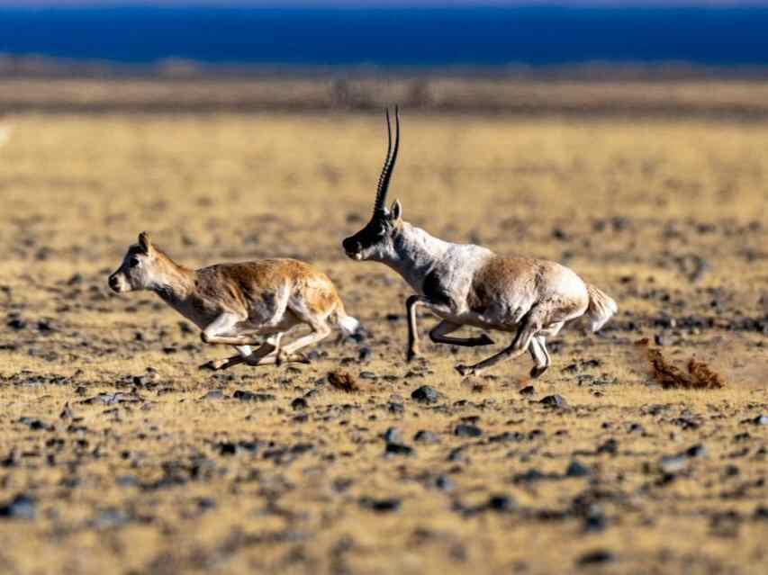  藏羚羊的“冬日战歌”